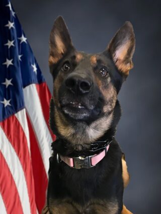 This is a photo of Kyra the K9 with the Cocoa Police Department