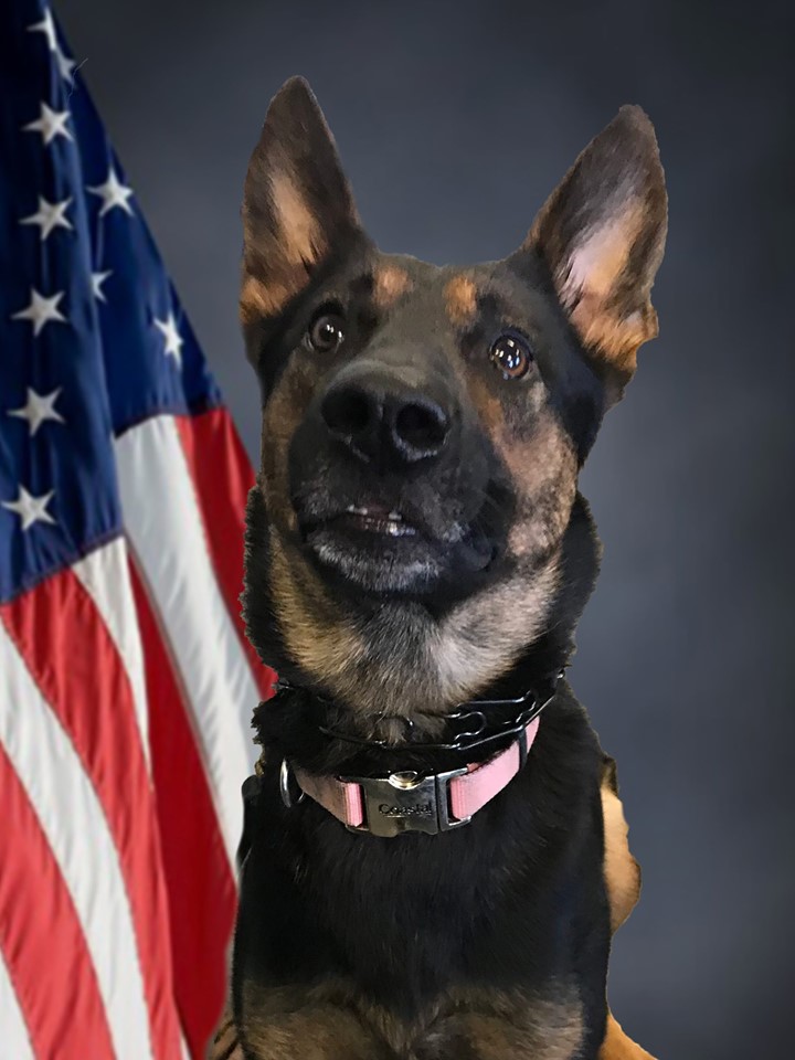 This is a picture of Kyra a 3 year old K9 for the Cocoa Police Department.